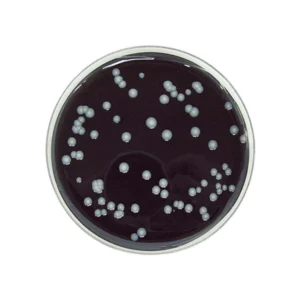 BCYE 20x90mm (Legionella)