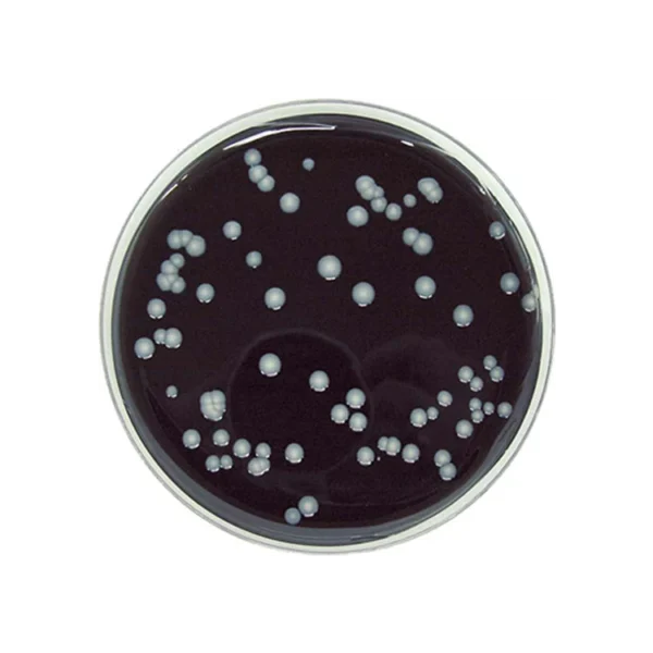 BCYE 20x90mm (Legionella)