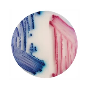 Chromogenic E.coli LAB-AGAR™ (20x90mm)